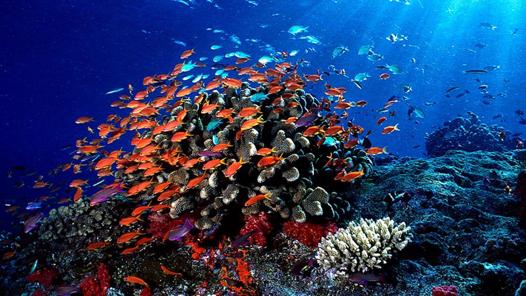 14 nai a liveaboard lautoka fiji anthias sunbeams