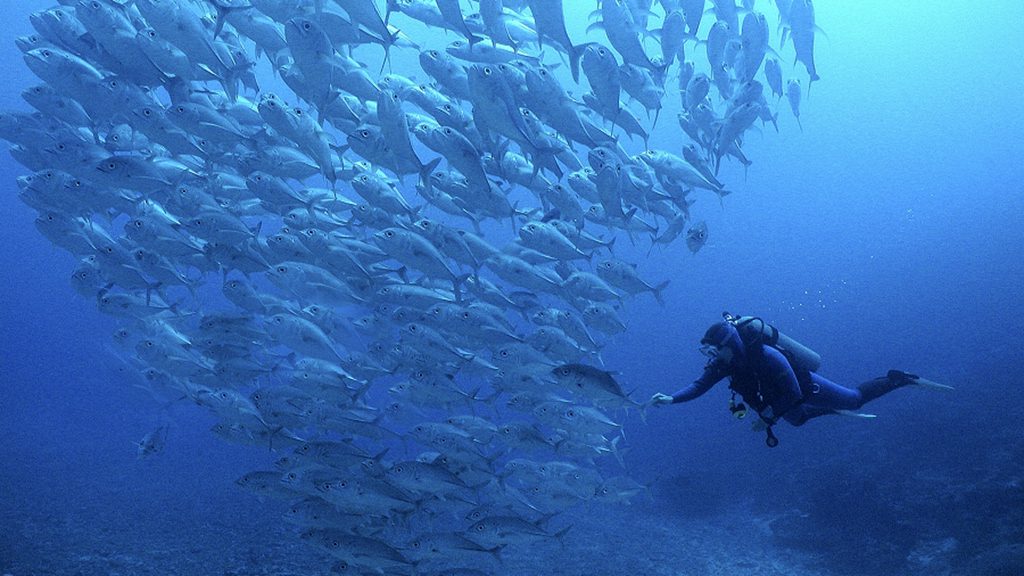 14 nai a liveaboard lautoka fiji diver trevally