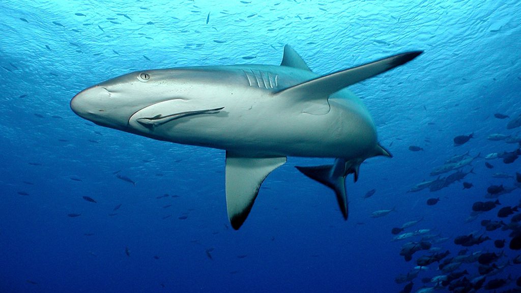 14 nai a liveaboard lautoka fiji grey reef shark