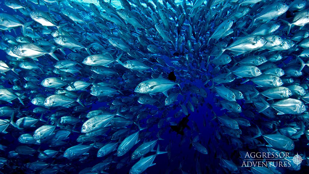 16 palau aggressor ii liveaboard palau schooling jacks