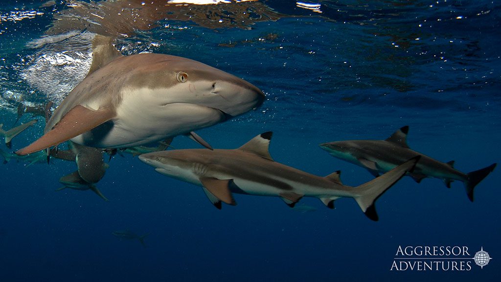 17 palau aggressor ii liveaboard palau blacktip reef sharks