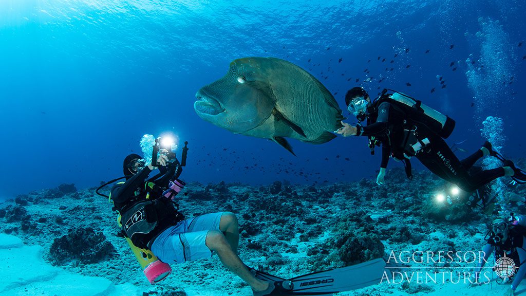 19 palau aggressor ii liveaboard palau napoleon wrasse divers