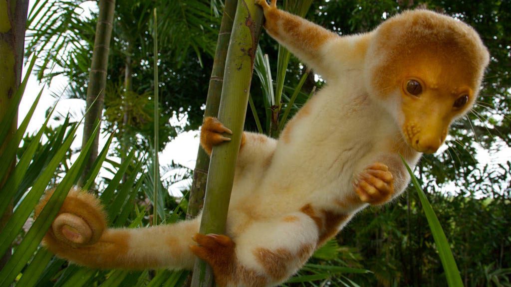 Tufi dive resort oro province png papua new guinea furry friend