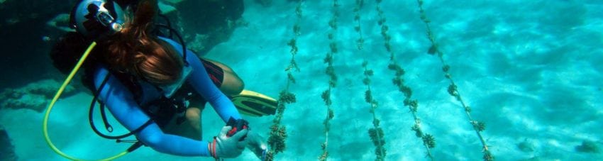 Coral Reef Restoration Projects around the World