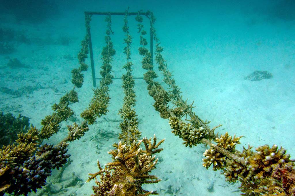Coral Reef Restoration Anantara Coral Reef CPR