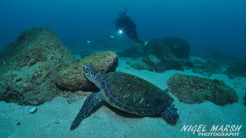 Cook island in northern nsw is most famous for its large turtle population green turtle