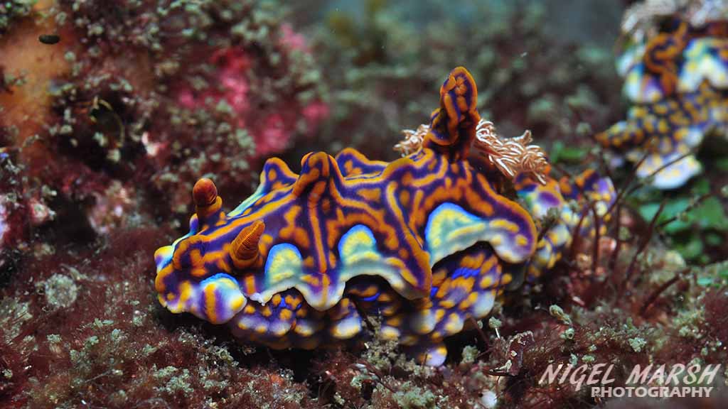 Cook island in northern nsw is most famous for its large turtle population nudibranch