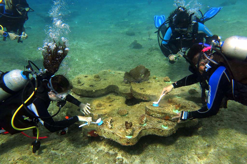 Cozumel coral reef restoration Cozumel Coral Reef Restoration