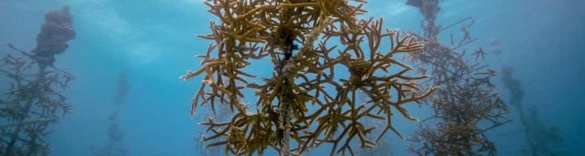 Saving the Reef with Coral Trees