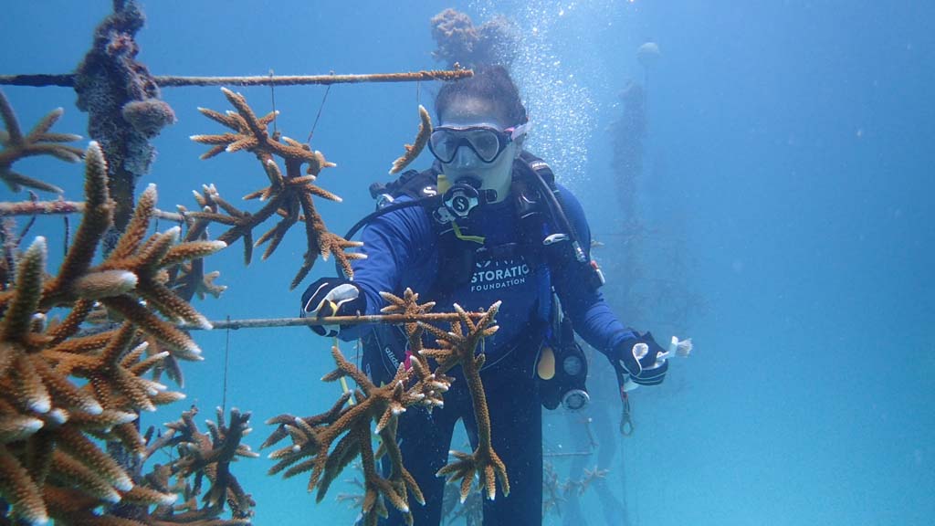 Reef Restoration Foundation coral tree Florida_0086