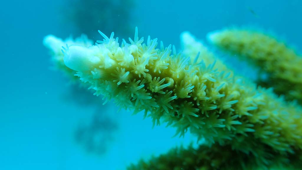 Reef Restoration Foundation coral tree Florida_0031