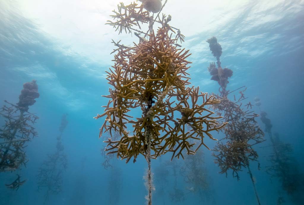 Reef Restoration Foundation coral tree Florida_0031