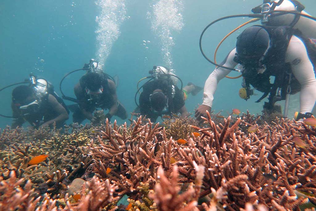 Coral Reef Restoration SEA Centre gardeners