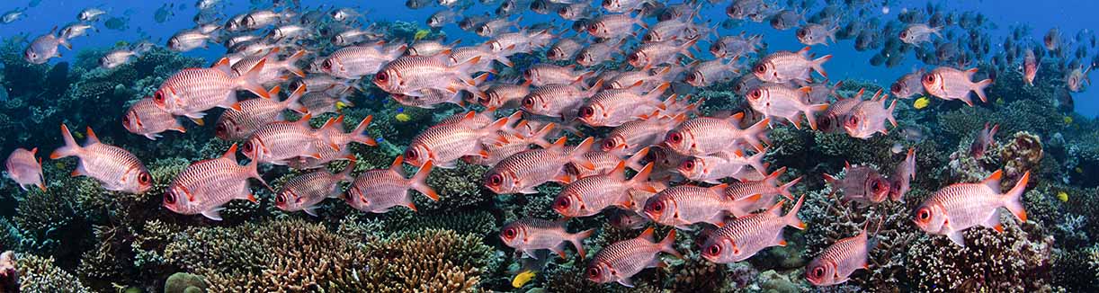 Seychelles marine reserve school of red fish banner