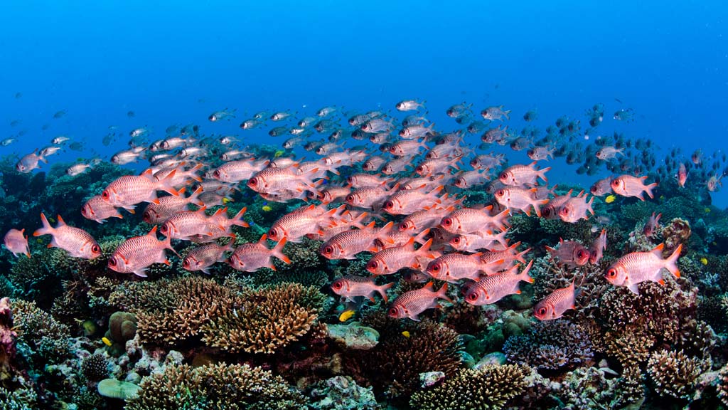 Seychelles Marine Reserve-School-of-Red-fish