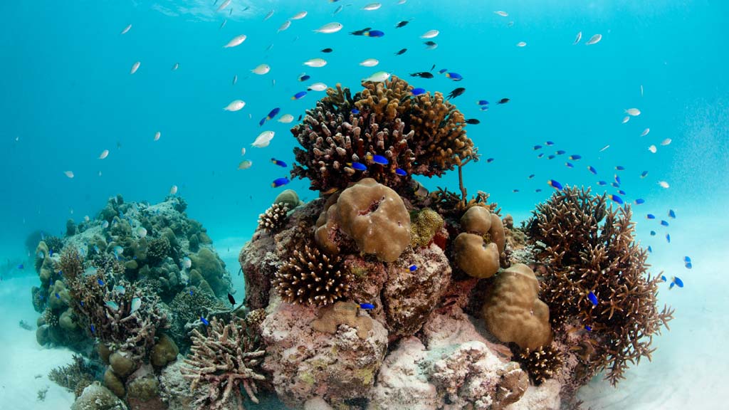 Seychelles Marine Reserve-Underwater-Aquarium