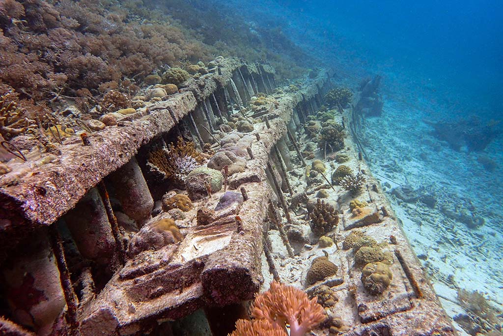 Coral Reef Restoration TRACC coral steps