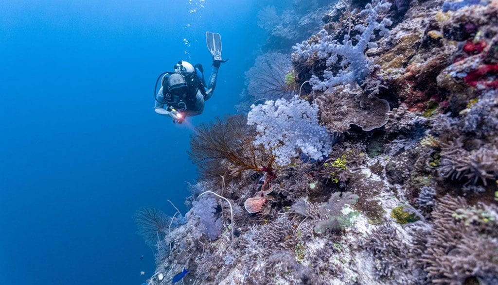 Diving Rowley Shoals with Odyssey Expeditions, Western Australia