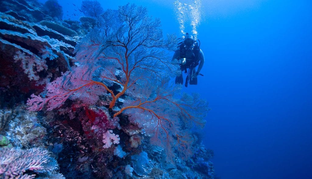 Diving Rowley Shoals with Odyssey Expeditions, Western Australia