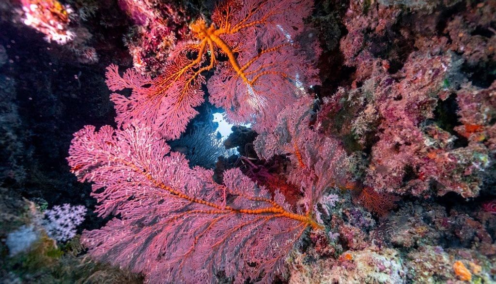 Diving Rowley Shoals with Odyssey Expeditions, Western Australia