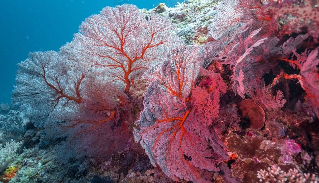 Diving Rowley Shoals with Odyssey Expeditions, Western Australia