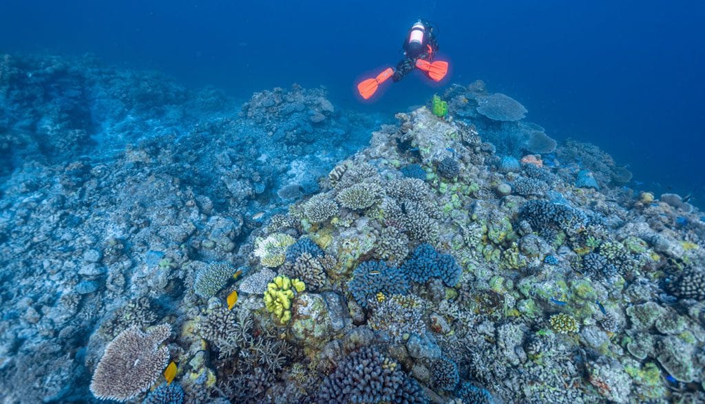 Diving Rowley Shoals with Odyssey Expeditions, Western Australia