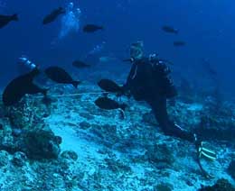 Hooked in diving embudhoo express at central atolls maldives diveplanit feature