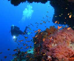 Soft coral cave diving golden wall at central atolls maldives diveplanit feature