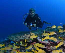 Snapper diving vanhuravalhi kandu at central atolls maldives diveplanit feature