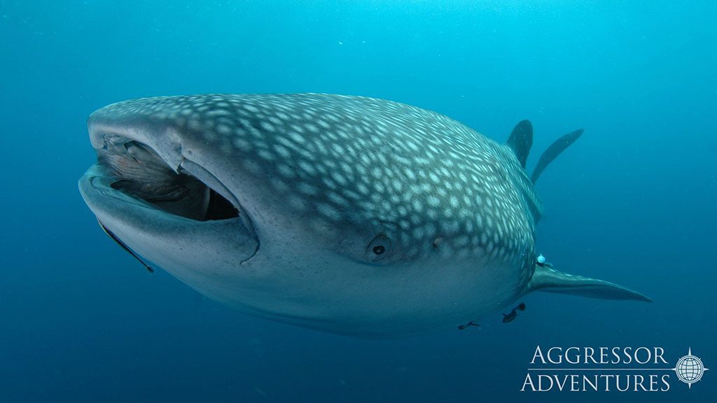 20 thailand aggressor liveaboard thailand whale shark