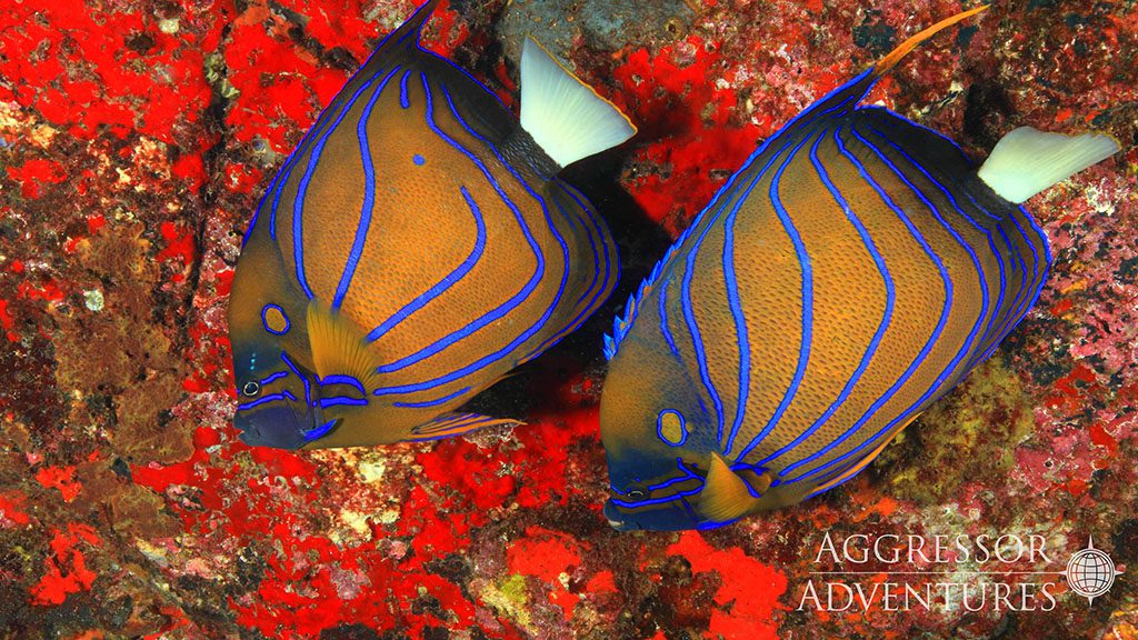 22 thailand aggressor liveaboard thailand twin angelfish