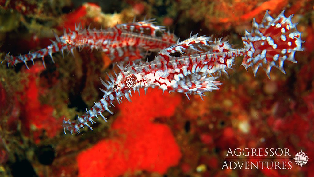 24 thailand aggressor liveaboard thailand ornate ghost pipefish