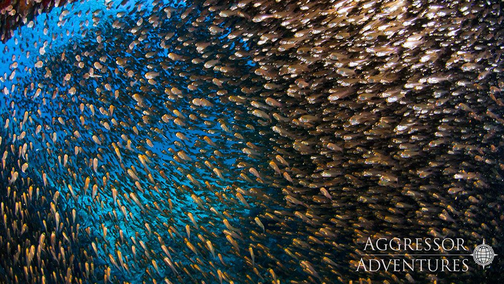 26 thailand aggressor liveaboard thailand glass fish