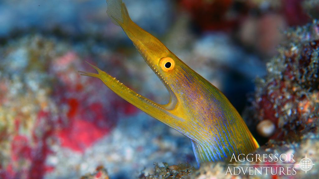 27 thailand aggressor liveaboard thailand ribbon eel