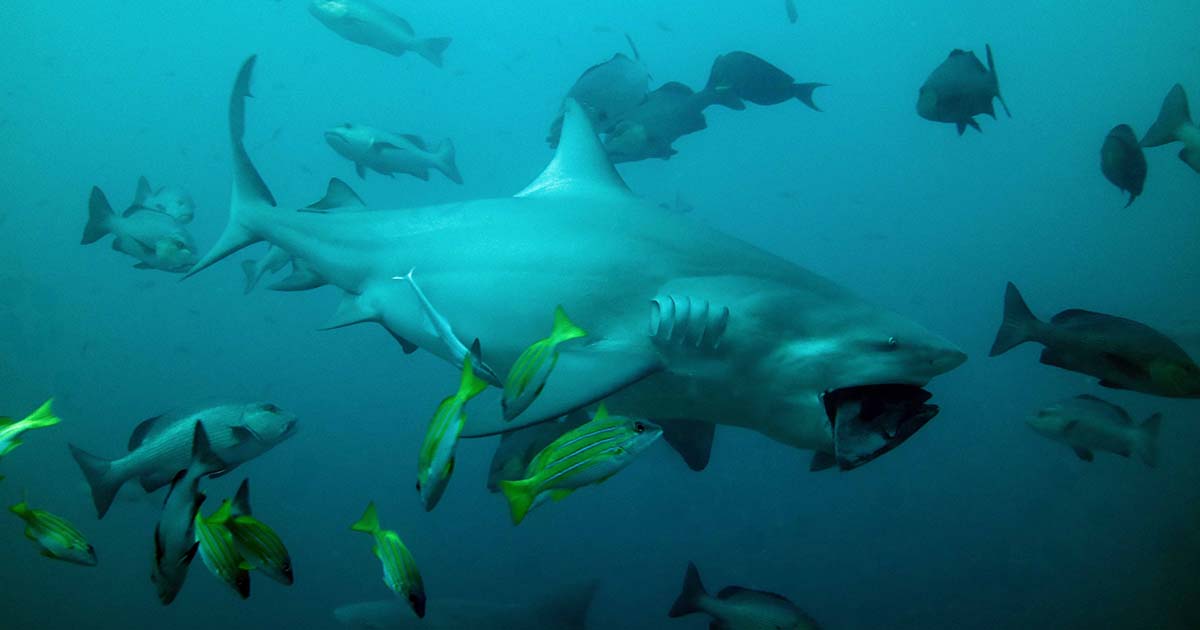 Arena shark dive fiji bull shark fb
