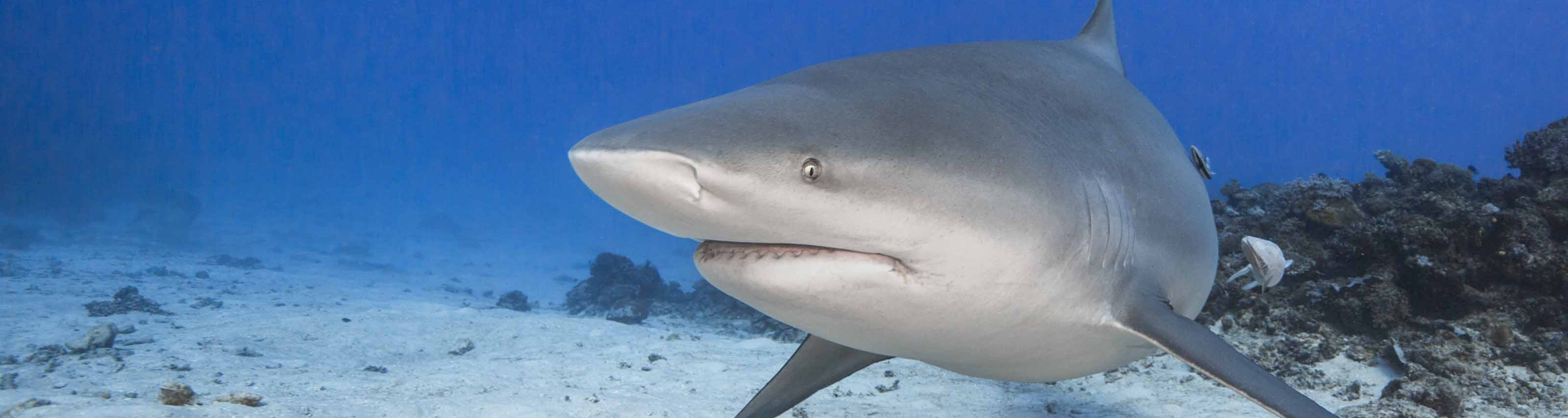 Awakening shark dive t v a lowres