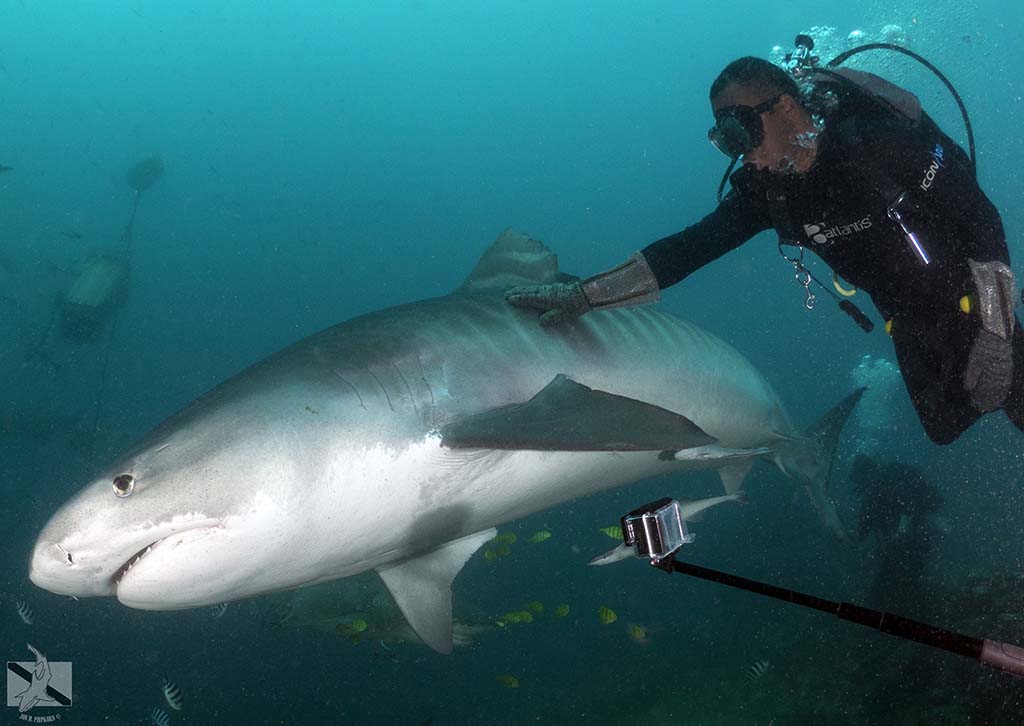 Beqa Shark with GoPro credit Jon Piepkorn