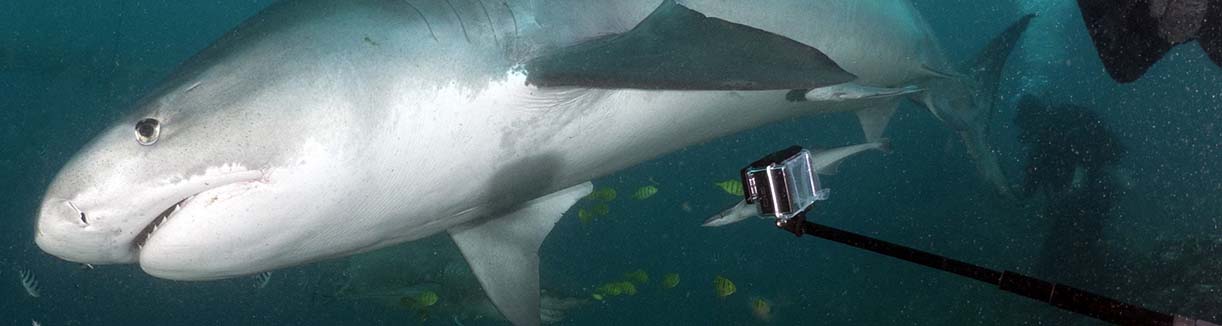 Beqa shark with gopro banner