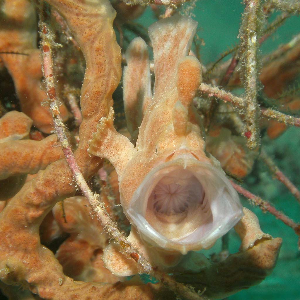 Frogfish by Heather Sutton