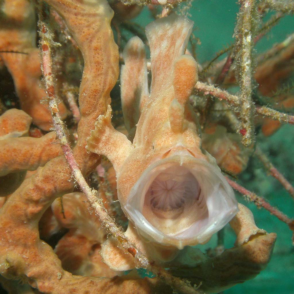 Frogfish square Frogfish by Heather Sutton