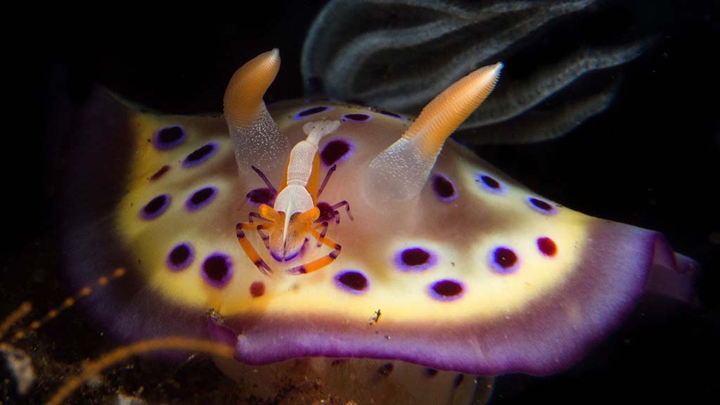 Nudibranch and shrimp credit Heather Sutton