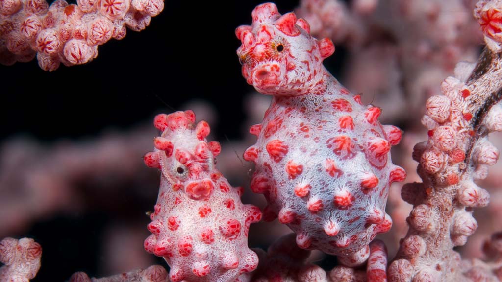 Rich smith underwater tour promo images Bargibant's Pygmy Seahorse