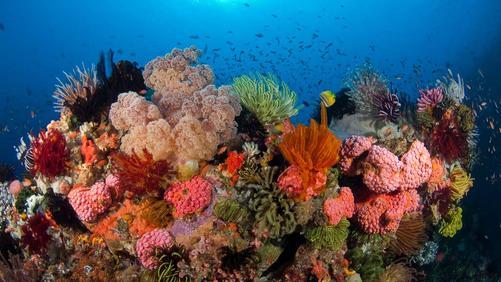 Rich smith underwater tour promo images Mixed sessile invertebrate coral reef, Komodo, Indonesia.