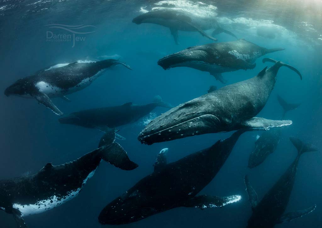 Underwater Tour 2018 (c) Darren Jew. Humpback Heat Run, Tonga