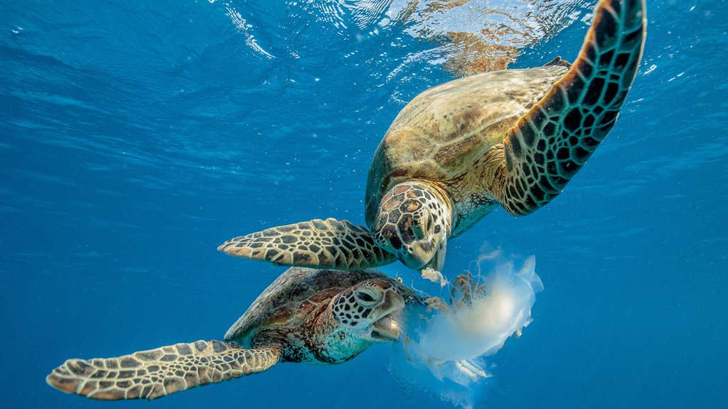 Underwater Tour 2018 (c) Darren Jew. Turtles feeding