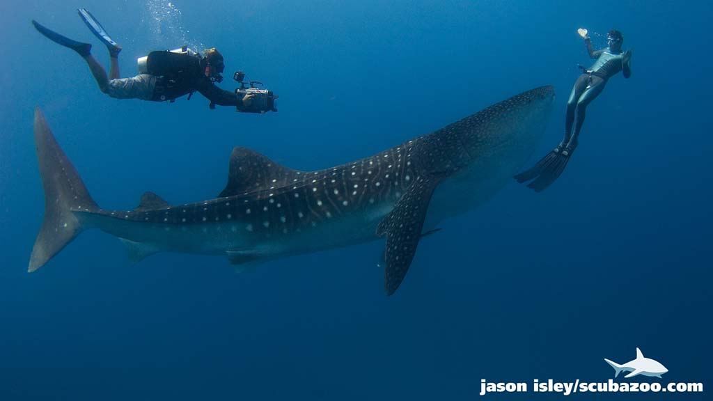Underwater Tour 2018 (c) Jason Isley whale shark and freediver
