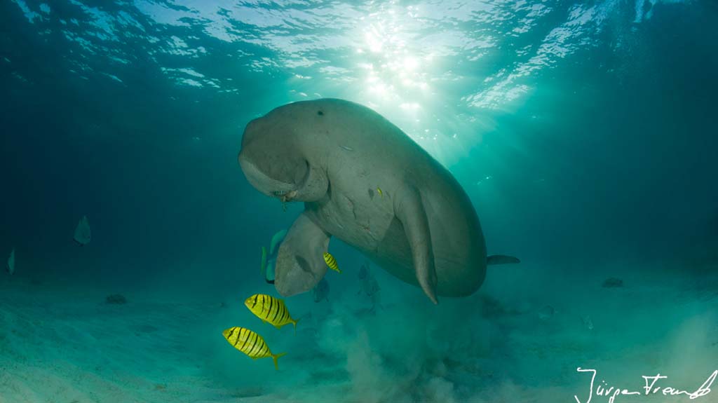 Dugong (Dugong dugon)  surfacing to take a breath of air. Dimakya Island, Palawan, Philippines