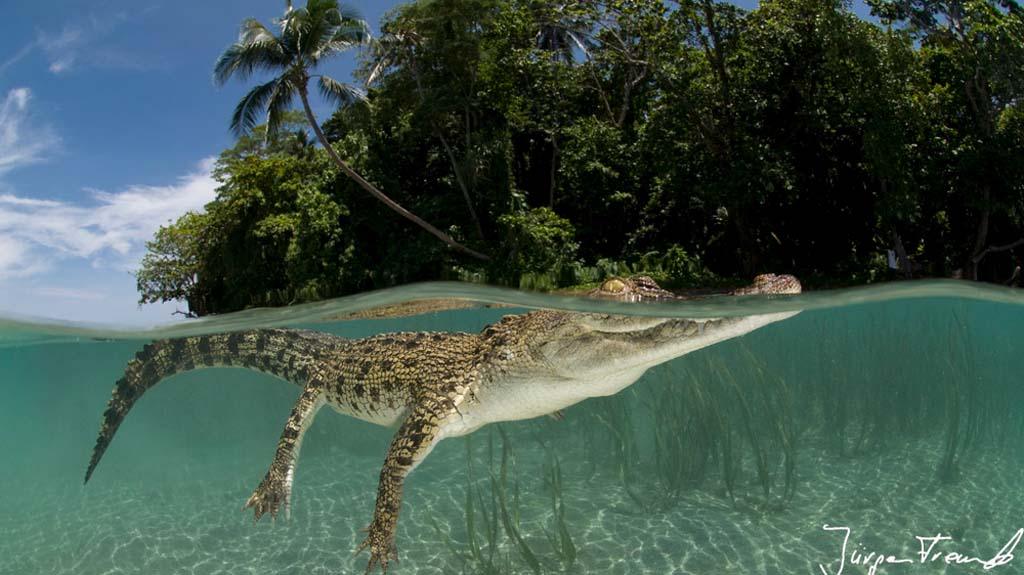 Saltwater crocodile split level in sandy shallows with island