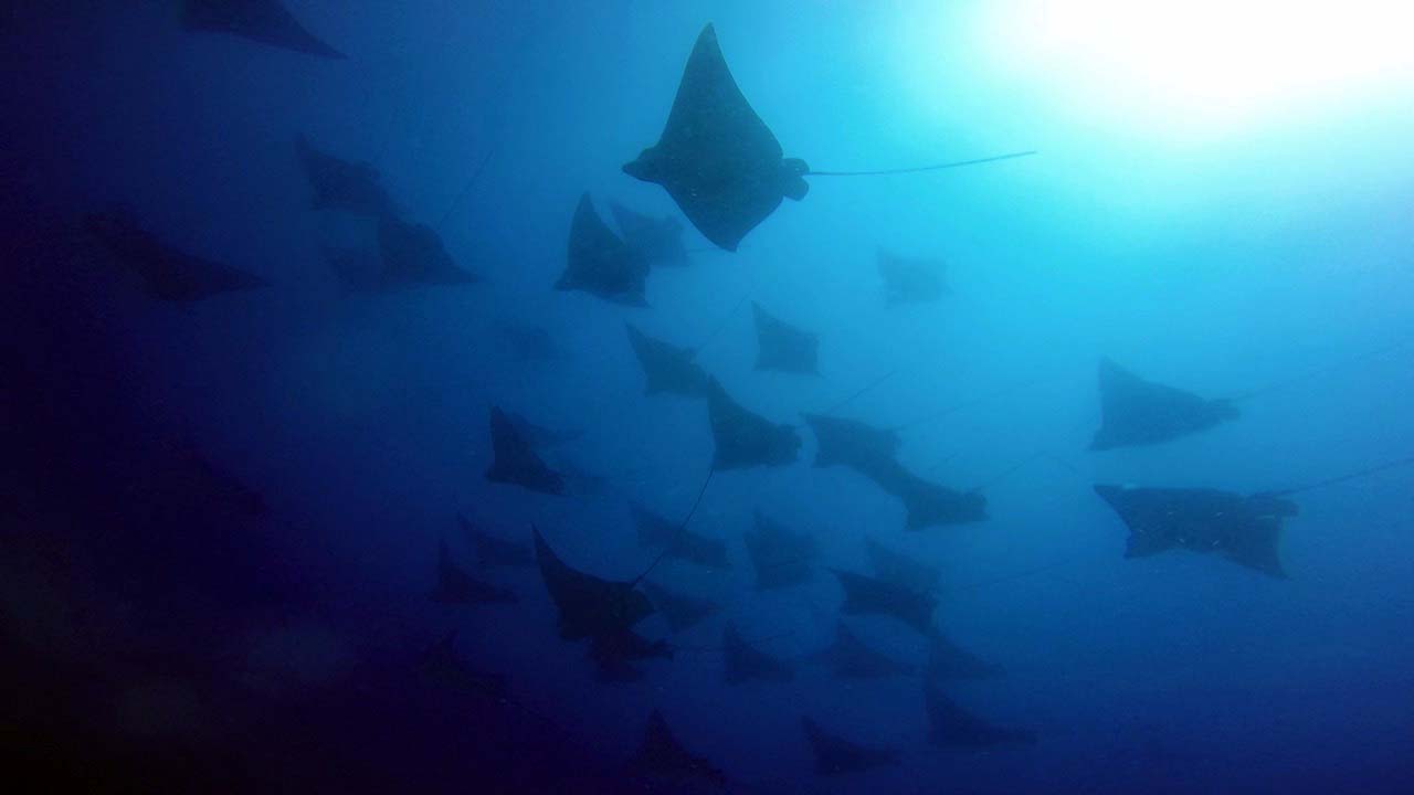 Wolf Rock eagle rays