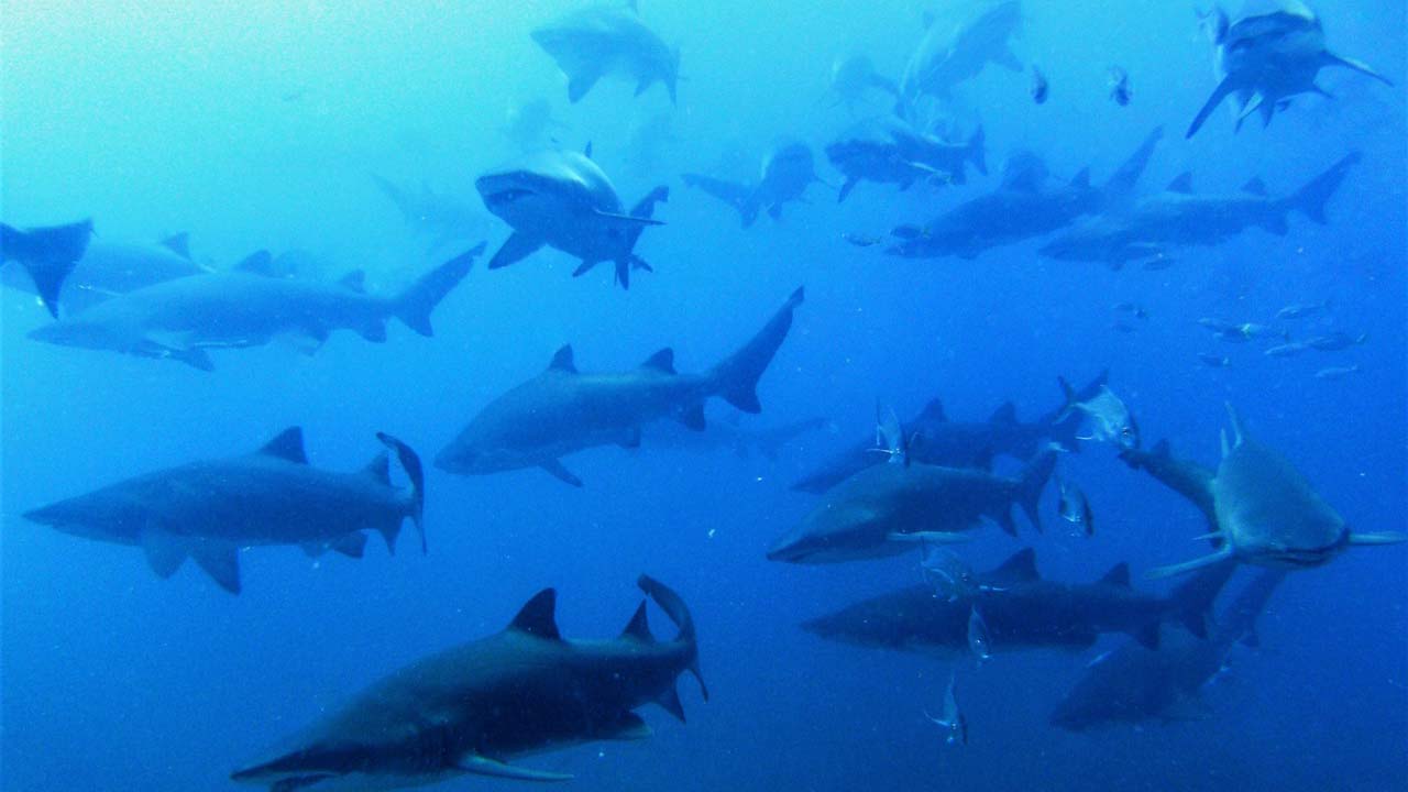 Wolf Rock grey nurse sharks 073